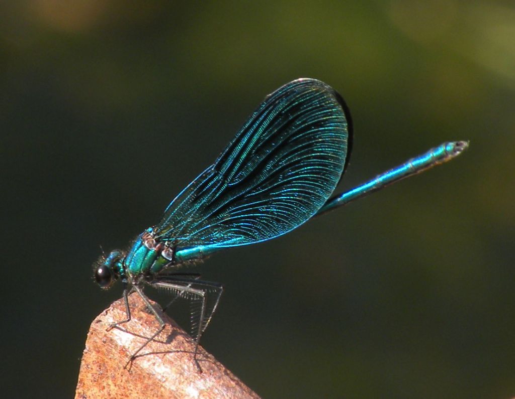 Forse qualche Calopteryx virgo?